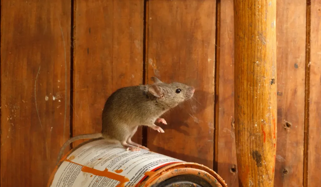 mouse-control